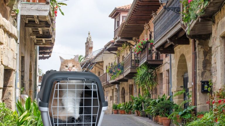 sgm abogados pet import